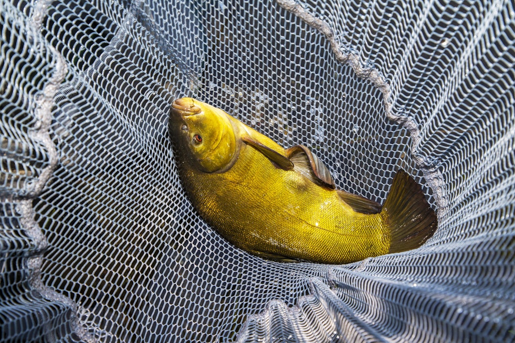 Suutaria ei kannata heittää pois, sillä siitä saa maukkaan aterian.