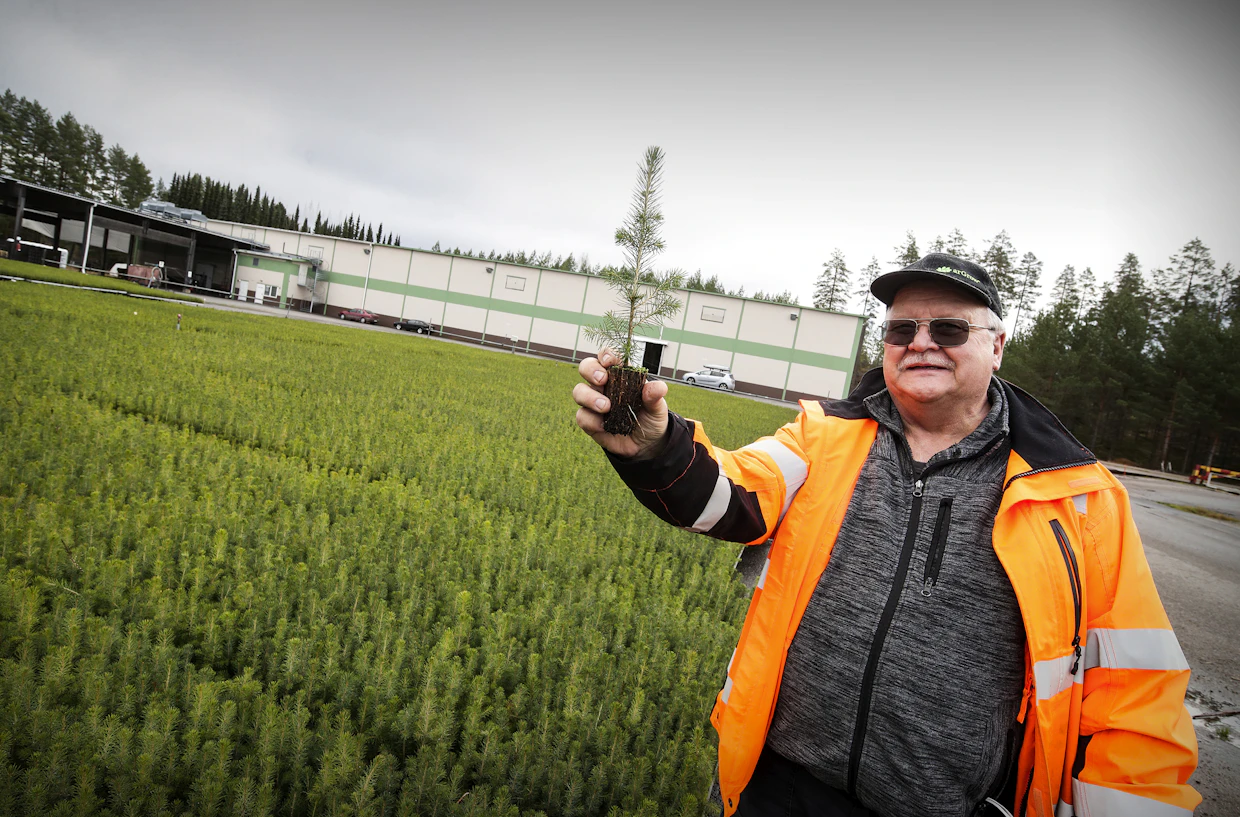 Taimitarhalla kasvatetaan eniten kaksivuotisia kuusen paakkutaimia, Vasa Nätynki näyttää.