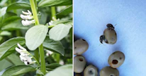 Härkäpapupiilokas on vakiinnuttanut asemansa Suomessa esiintyvien tuholaisten joukossa. 