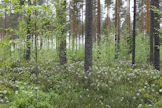 Metsän kasvattamista ilman avohakkuuta kutsutaan jatkuvapeitteiseksi metsänkasvatukseksi.