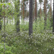 Metsän kasvattamista ilman avohakkuuta kutsutaan jatkuvapeitteiseksi metsänkasvatukseksi.