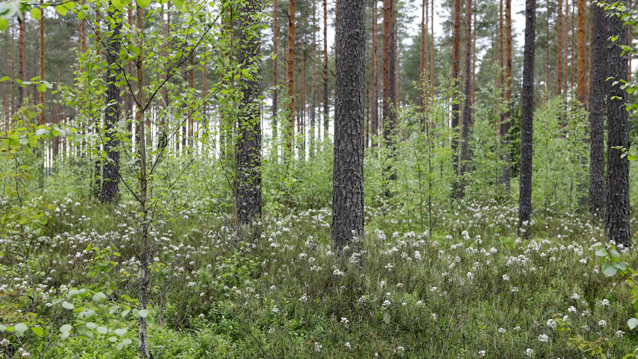Metsän kasvattamista ilman avohakkuuta kutsutaan jatkuvapeitteiseksi metsänkasvatukseksi.