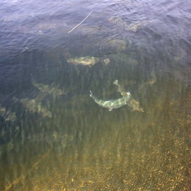 Kotimaisista kaloista kirjolohi on suomalaisten suosiossa.