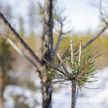 Hirvituhoja männikössä. Kuvituskuva.