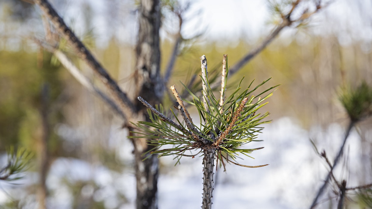 Hirvituhoja männikössä. Kuvituskuva.