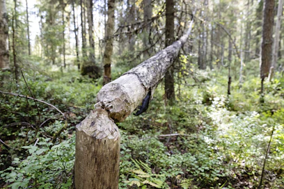 Majavasta on sekä hyötyä että haittaa. Jos pato katkaisee veden kulun kokonaan, se estää myös lohikalojen vaelluksen. 