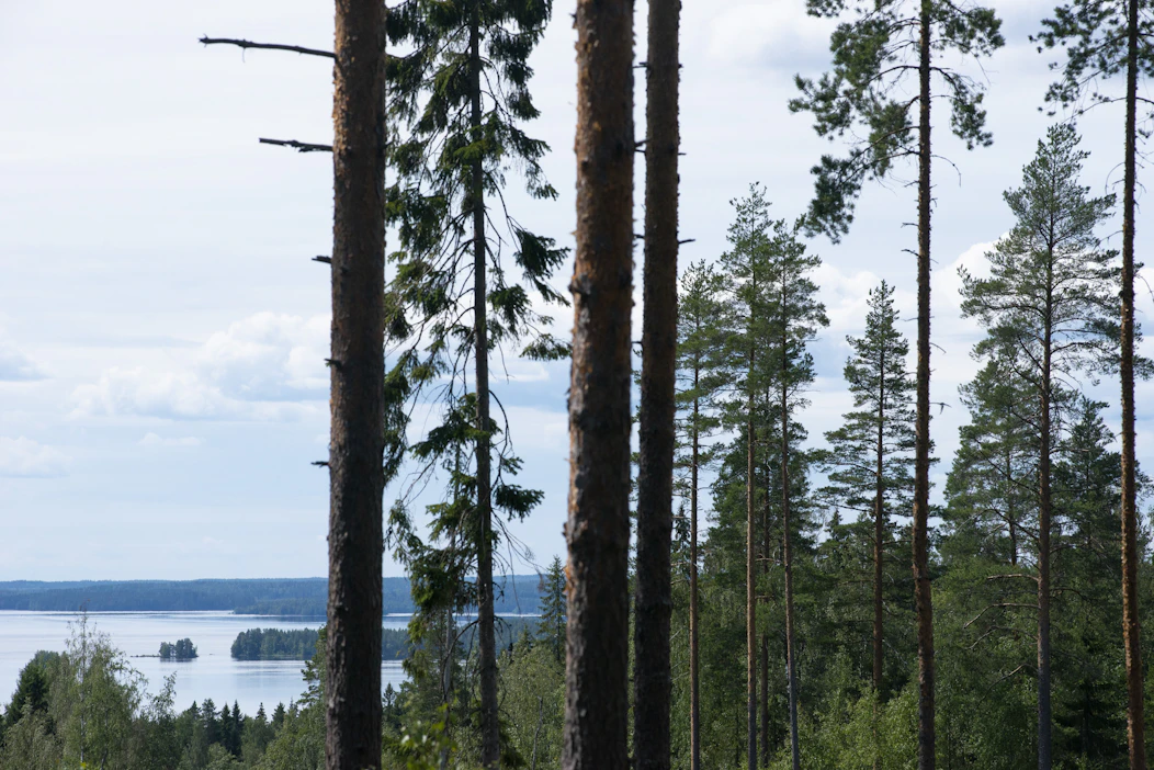 Yhteismetsään liittymiseen kannustaa osaltaan muita omistusmuotoja alhaisempi puun myyntitulojen verotus.