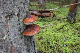 Luonnonarvomarkkinoilla luonnon tuottamilla ekosysteemipalveluilla, mukaan lukien luonnon monimuotoisuudella, on taloudellinen arvo.