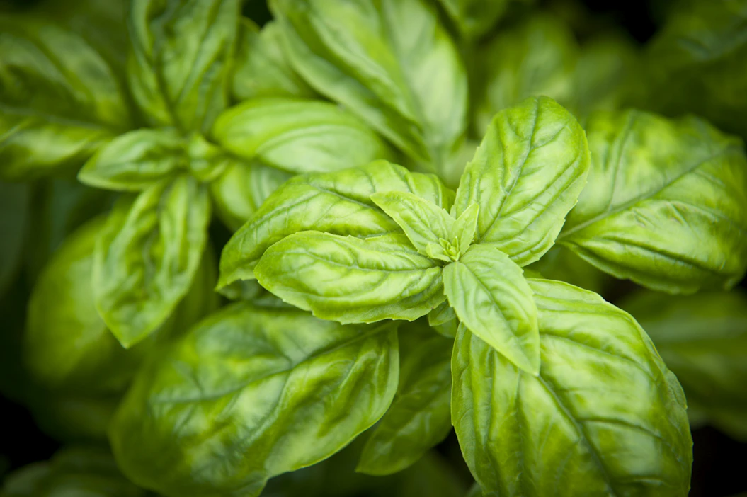Ruotsalaisen yrttituottaja Oh My Greensin (OMG) tuotannossa on 14 eri yrttiä ja tuotanto on 2,7 miljoonaa ruukkua vuodessa. Kuvituskuvassa basilika.