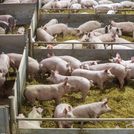 Kotimaassa sianlihan hintakehitys on toistaiseksi ollut positiivista.