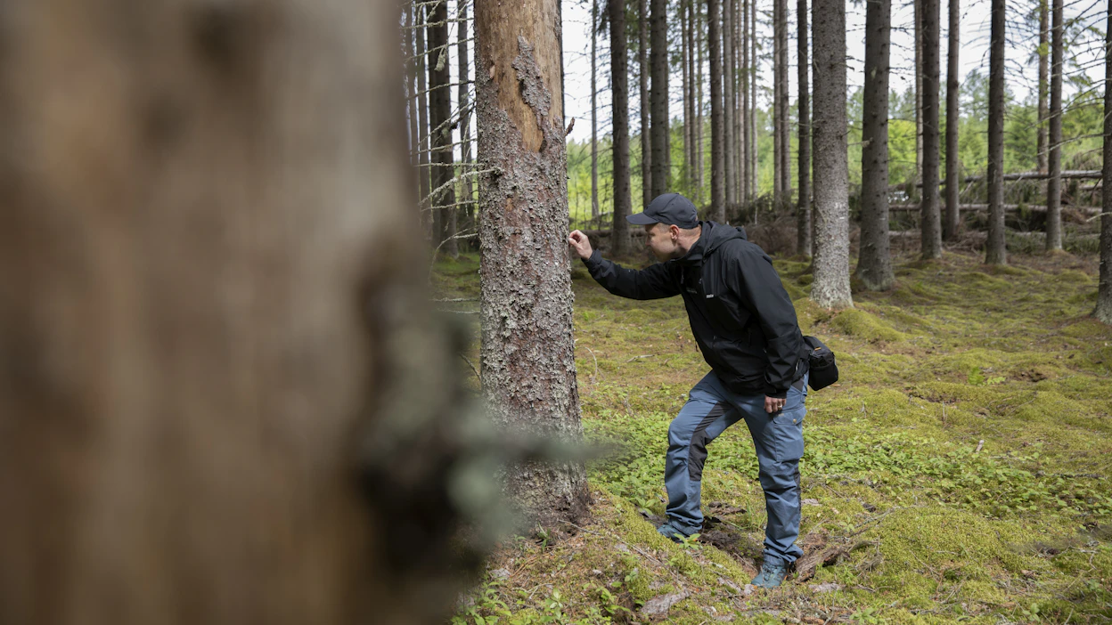 Metsänomistaja voi tulevaisuudessa saada kirjanpainajatuhopuusta kunnon hinnan. Juho Kokkonen Metsäkeskukselta tutkailee kirjanpainajan vahingoittamaa kuusta Punkaharjulla