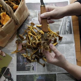 Käsittelemättömät sienet voi myydä verotta. Ne saa puhdistaa ja pakata rasioihin. 