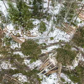 Metsä on pysynyt hiilinieluna hakkuiden kasvusta huolimatta.