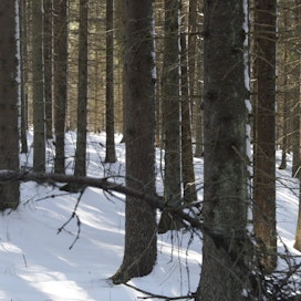 Yksityiset metsänomistajat suojelivat metsää vime vuonna ahkerasti.