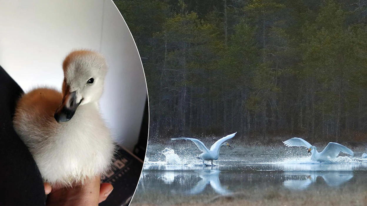 Ihmisten luo hakeutuneella laulujoutsenen untuvikolla oli surullinen kohtalo. Lintu menehtyi avunannosta huolimatta.