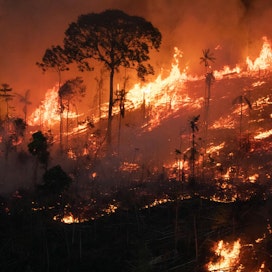 Brasilian Amazonin sademetsiä tuhoutuu vuodessa yli miljoona hehtaaria vuodessa.