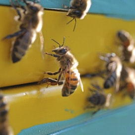 Australia oli pitkään yksi viimeisistä maailmankolkista, joissa tarhamehiläiset olivat välttyneet varroapunkki-nimiseltä loiselta, mutta nyt punkkia on löydetty myös Australiassa. Kuvan mehiläiset eivät liity juttuun.