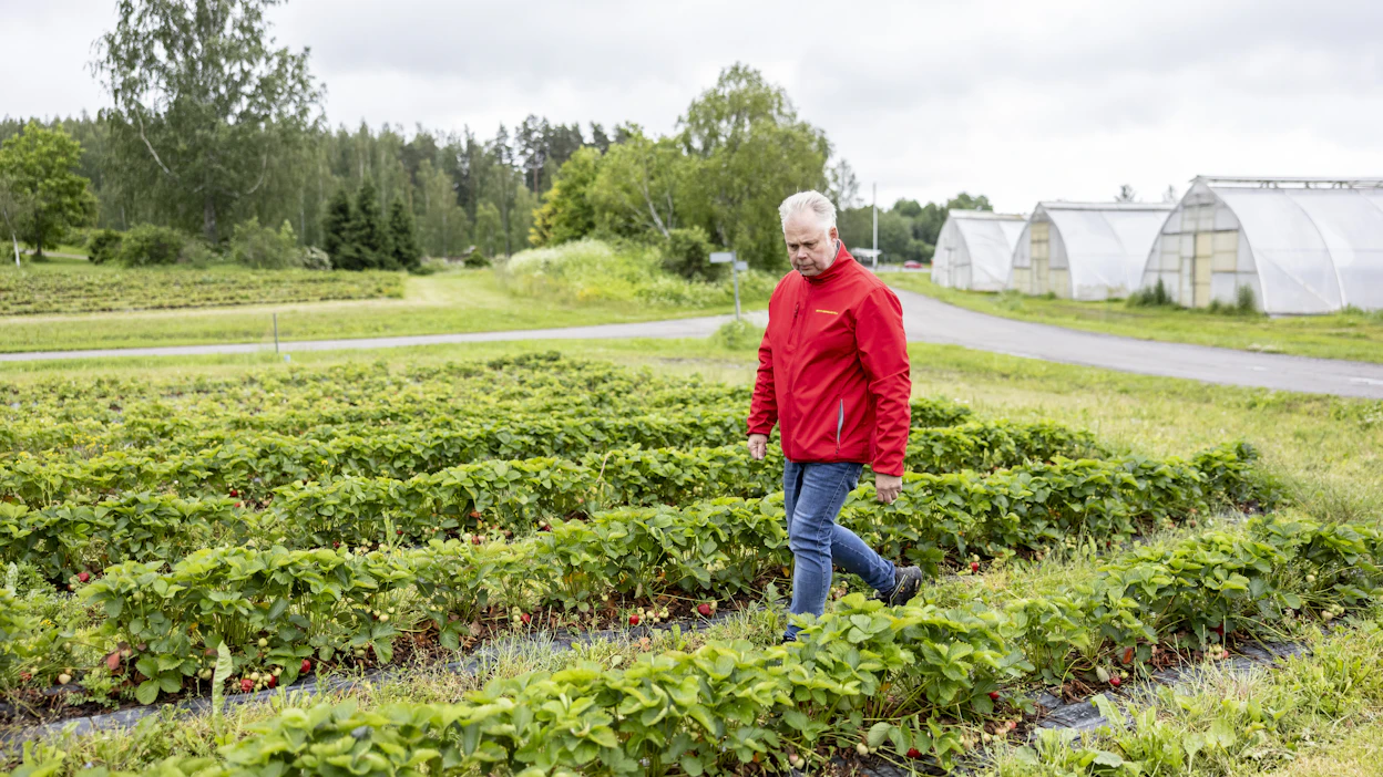 Jukka Kittilä viljelee mansikkaa Pälkäneellä. Mansikkakaudesta on odotettavissa pitkä ja tasainen, arvioi Pro Agria.