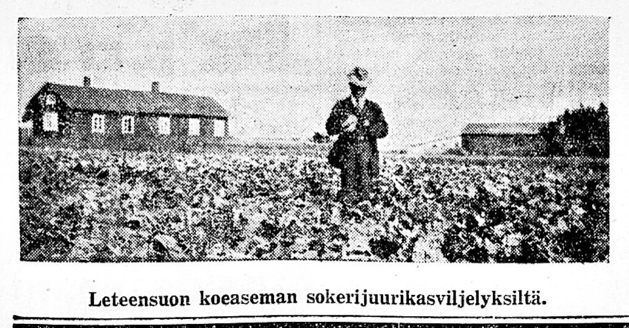 Maaseudun Tulevaisuudessa ei sata vuotta sitten julkaistu paljoa valokuvia, mutta 8.5.1926 ilmestyneessä lehdessä lukija pääsi näkemään kuvan Leteensuon koeaseman sokerijuurikasviljelyksiltä.