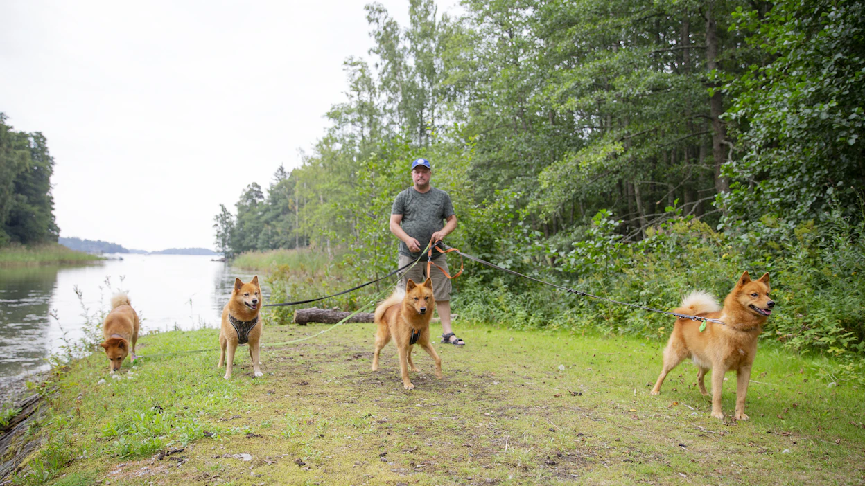 Suomenpystykorva on monipuolinen metsästyskoira, joka ilmaisee haukullaan riistan sijainnin.