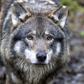 Poikkeusluville oli metsästyslain ja EU:n luontodirektiivin mukaiset perusteet.