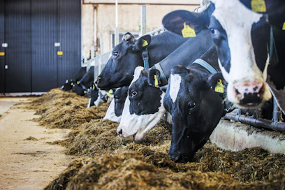 WWS Finlandin sonnivalikoimasta löytyy muun muassa hoslteinia. Kuvassa holsteinlehmiä. 
