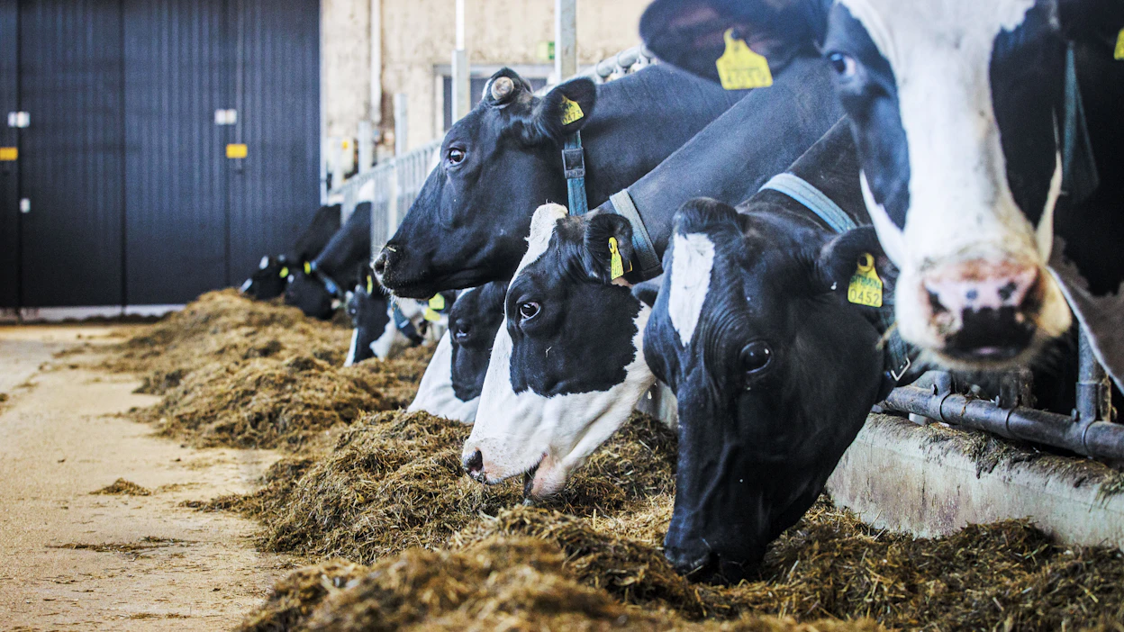 WWS Finlandin sonnivalikoimasta löytyy muun muassa hoslteinia. Kuvassa holsteinlehmiä.
