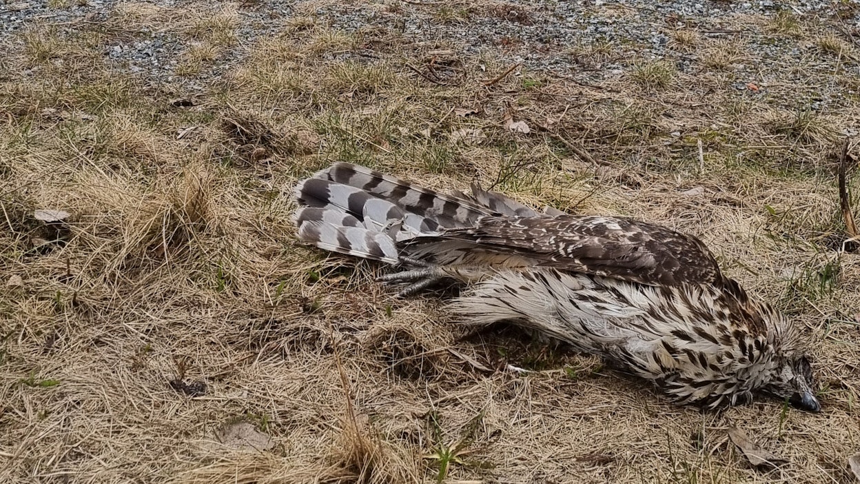 Lasiseinään törmännyt kanahaukka.