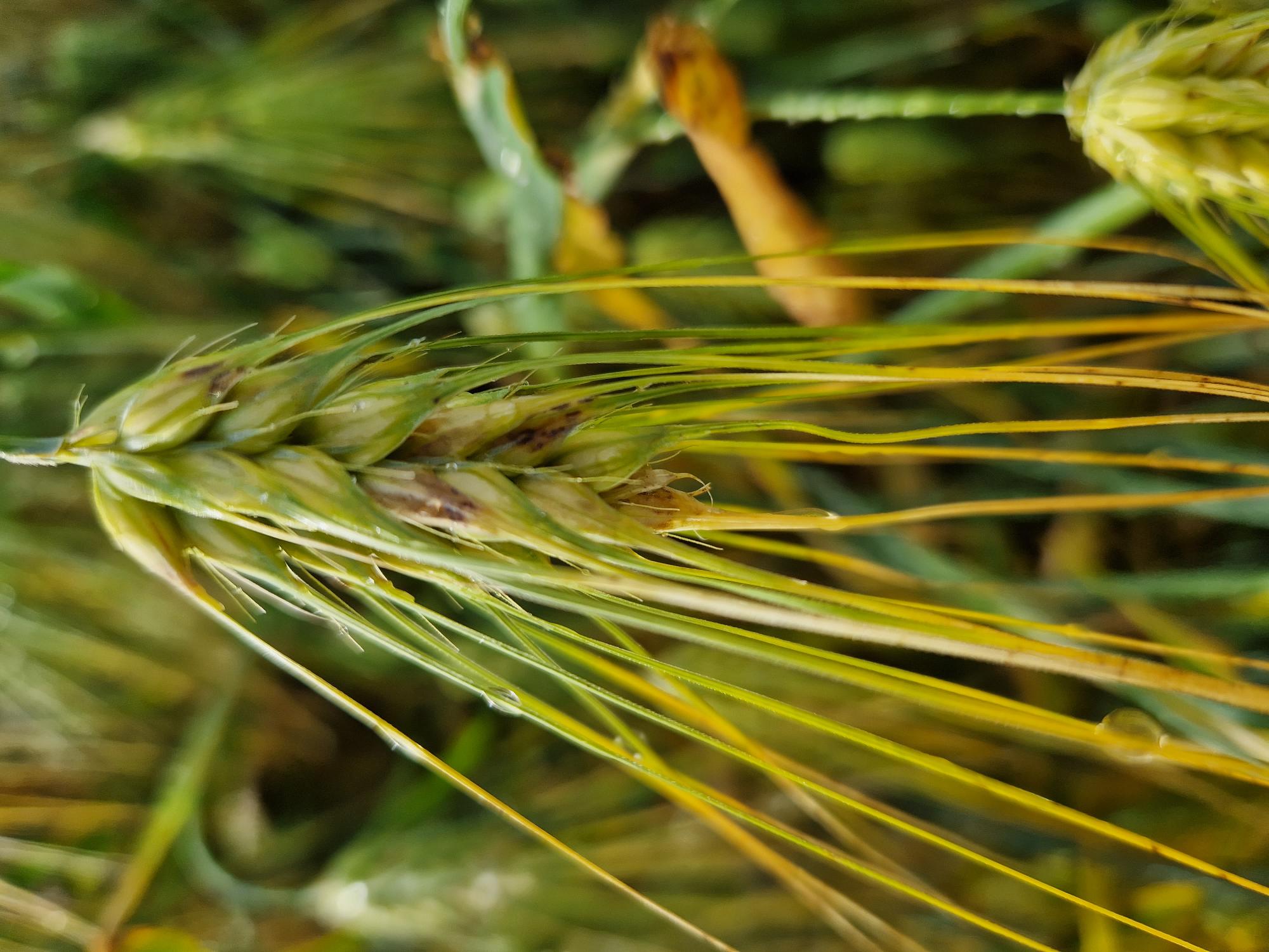 Punahomeen vioittama ohrantähkä. 