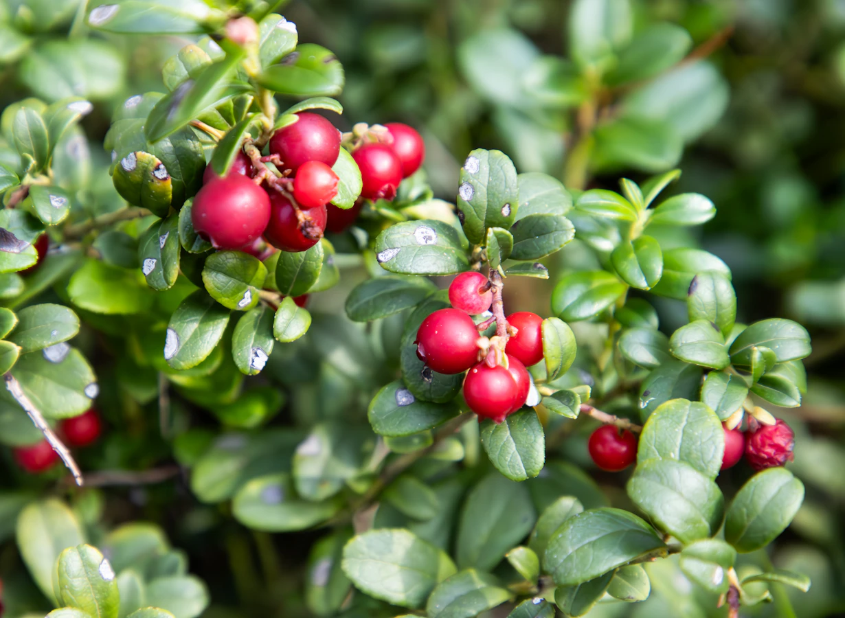 Maaseudun Tulevaisuus