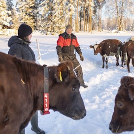 Kati Montoselle ja Markku Pippurille karjan hyvinvointi on tärkeää. Vapaa ulkoilu on oleellinen osa sitä.