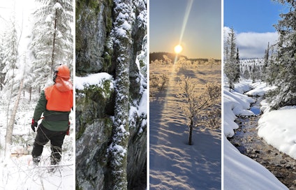 Kaikki erityisen arvokkaat luontokohteet eivät ole vielä viranomaisen ja maanomistajan tiedossa. Niitä voi löytyä esimerkiksi hakkuita suunniteltaessa.