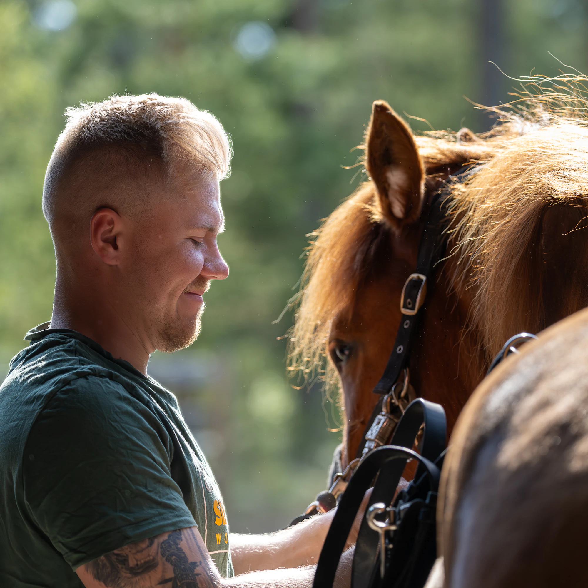 Tommi Törnvallin rakkaus hevosiin syttyi uudestaan osittain puolison ansiosta. Nelivuotias suomenhevosruuna Viljon Vaellus on Adaleena Rantakokon omistuksessa ja Törnvallin valmennuksessa.