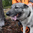 Pätevää metsästyskoiraa ei voita mikään.