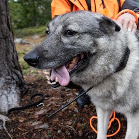 Pätevää metsästyskoiraa ei voita mikään.