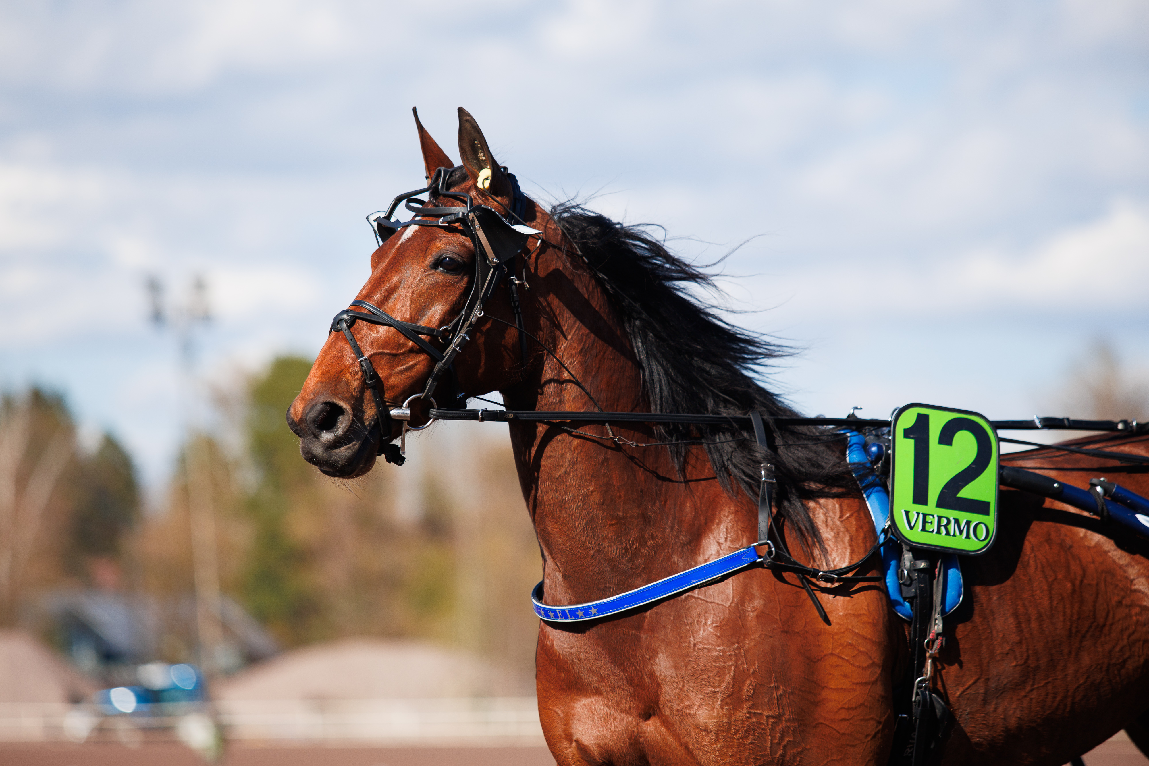 EL Indeed hakee revanssia Kinglet Birdista.