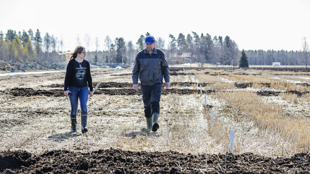 Luonnonvarakeskuksessa tutkitaan turvepeltojen ilmastoystävällisen viljelyn edellytyksiä ja mahdollisuuksia. Tutkijat Maarit Liimatainen ja Timo Lötjönen tarkastelivat turvepeltokoeruutuja viime vuoden toukokuussa. Kuvituskuva.