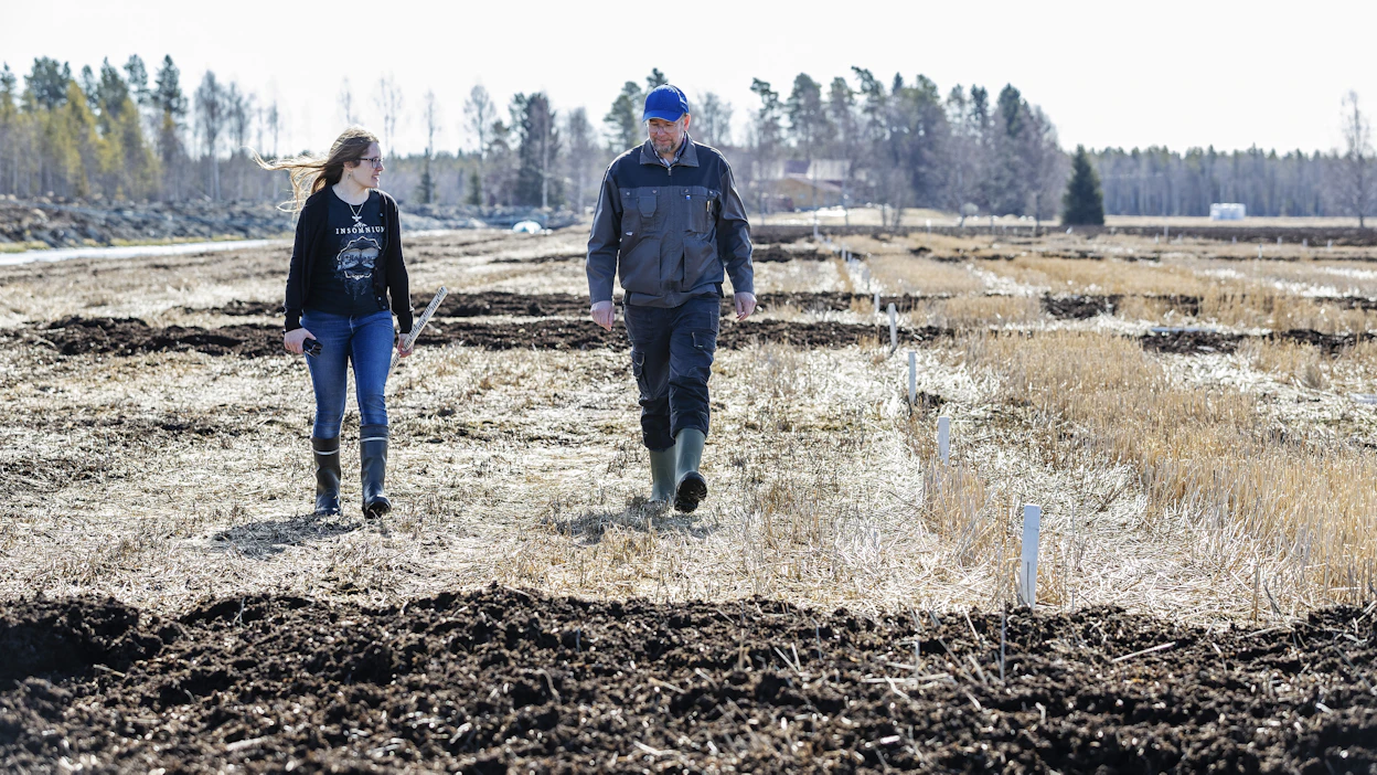 Luonnonvarakeskuksen tutkijat Maarit Liimatainen ja Timo Lötjönen tarkastelemassa turvepeltomuokkauksen viljelymenetelmien koeruutuja Luken koeruuduilla Ruukissa. Kuvituskuva.
