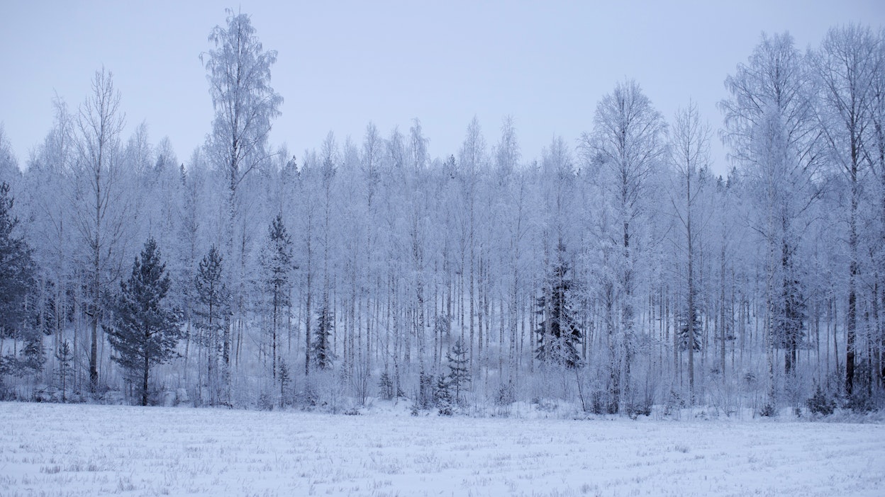 Tulevina päivinä kylmimmät hetket koetaan perjantaina ja lauantaina.