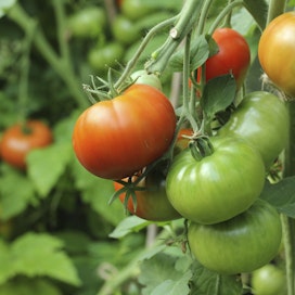 Tomaatin ruskokurttuviruksen pääasialliset isäntäkasvit ovat tomaatti ja paprika. Arkistokuva
