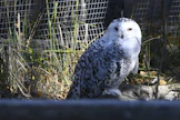 Tunturipöllön lisäksi listalle on otettu muun muassa uhanalainen rantalintu eskimokuiri, isovasarahai, juovahyeena ja jättiläissaukko. LEHTIKUVA / Heikki Saukkomaa.