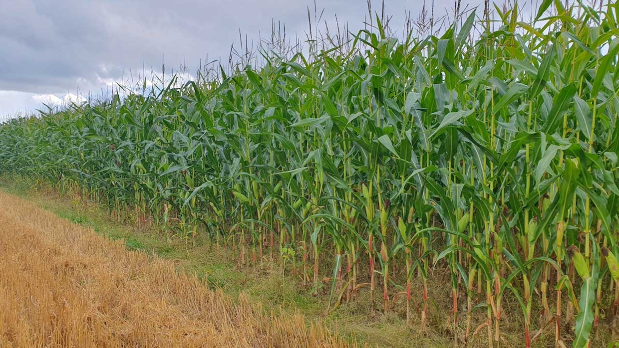 Pohjoisissa oloissa tarvitaan aikaisia, kylmänsietokykyisiä ja varman tähkänmuodostuksen omaavia lajikkeita, jotka tuottavat korkean kuiva-ainesadon ja energiapitoisen rehun myös lyhyessä kasvukaudessa.