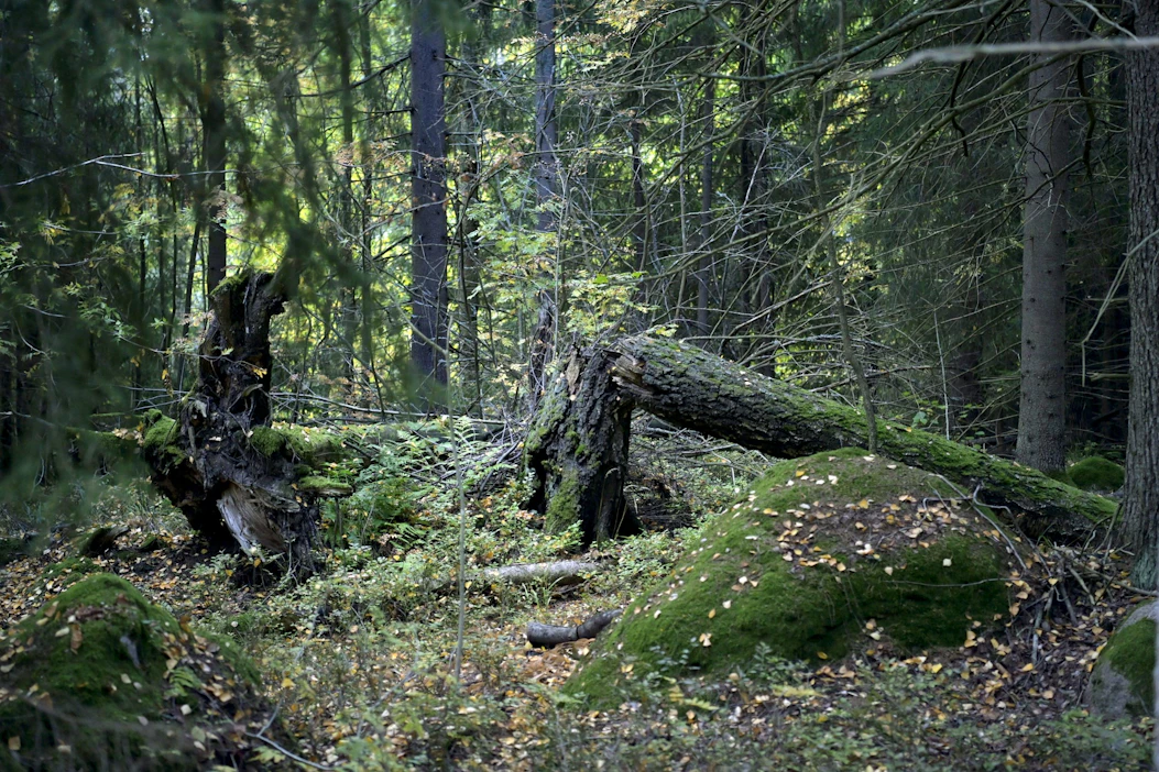 Viime vuosikymmenellä ihmiset eivät yltäneet lähes mihinkään asetettuun ympäristötavoitteeseen. LEHTIKUVA / JUSSI NUKARI.