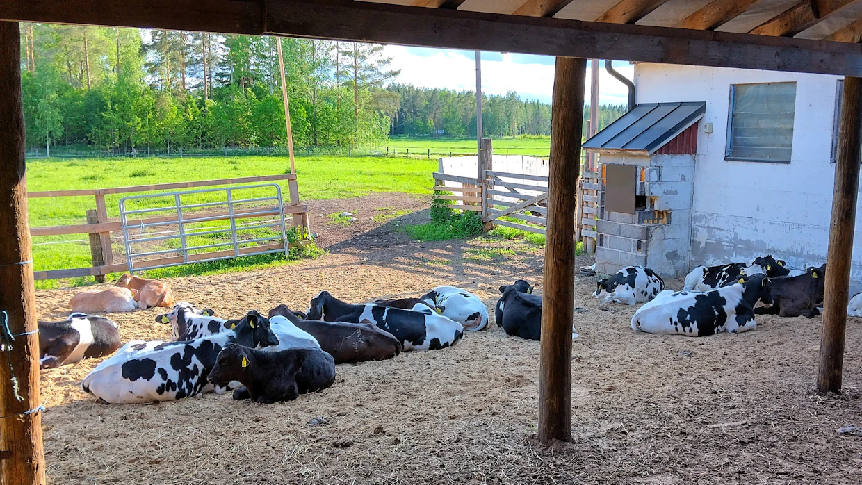 Vasikoilla on laitumen yhteydessä suojaisa ja kuivitettu katosalue. Useimmiten vasikat jäävätkin makailemaan kuivitetulle alueelle, eivät laitumelle.