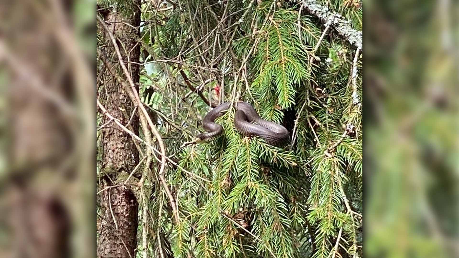 Kuusenoksalla möllöttänyt rantakäärme hämmästytti mökillään lomaillutta Matti Vanhasta.