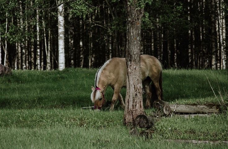 Laidunalue ja metsikkö ovat hevosille tärkeä rentoutumispaikka.