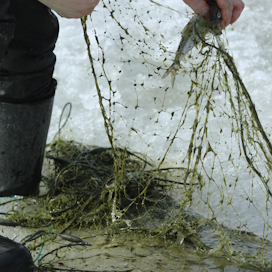 Sipoon edustalla kalaverkkojen limoittumisen ovat aiheuttaneet tänä keväänä pääasiassa rihmamaiset viherlevät. Verkot voivat limoittua myös muina vuodenaikoina. Levien lisäksi verkkoja sotkevat ripsieläimet ja koukkuvesikirput.