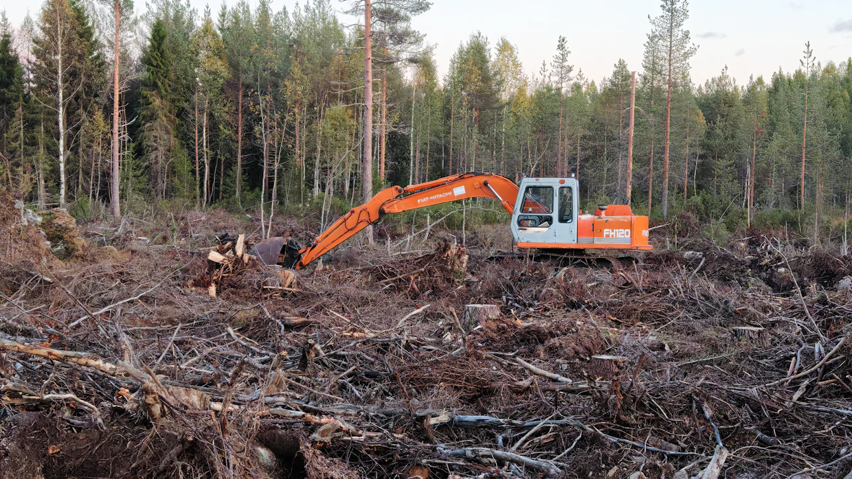 Riittävän voimakas maanmuokkaus on onnistuneen männynviljelyn edellytys.