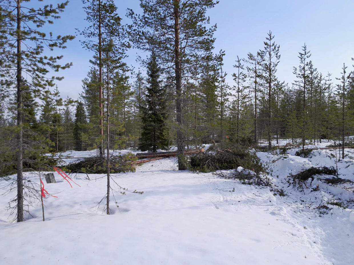 Metsä hakataan poimintahakkuussa melko harvaksi, jotta aukkoihin syntyy uusia taimia.