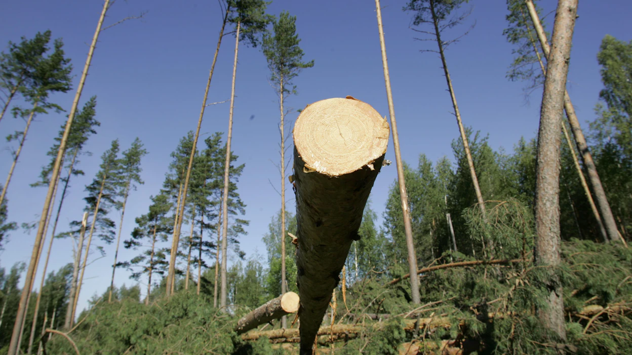 Useimmiten puut kaatuvat myrskyssä. Tontinomistajan vastuu on silloin pienempi kuin ajatellaan.